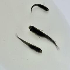 メダカ【オロチ】ペア+1匹の画像
