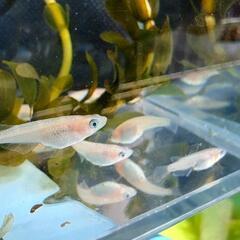 3 ピンクサファイアメダカの稚魚10匹の画像