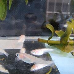 3 ピンクサファイアメダカの稚魚10匹の画像