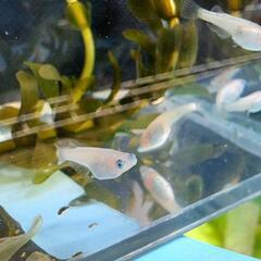 3 ピンクサファイアメダカの稚魚10匹の画像
