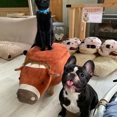 小動物と触れ合ってみませんか？ - ペット