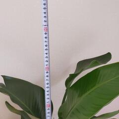 オーガスタ観葉植物の画像