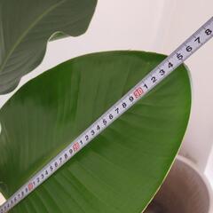 オーガスタ観葉植物の画像