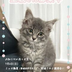 グレー系子猫　4姉妹　長毛2+短毛2