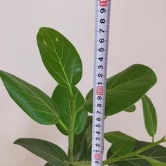 ベンガレンシス 曲がり　観葉植物の画像