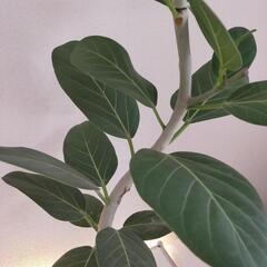 ベンガレンシス 曲がり　観葉植物の画像