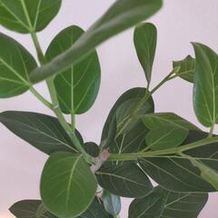 ベンガレンシス 曲がり　観葉植物の画像