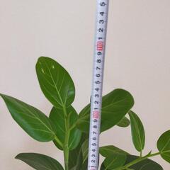 ベンガレンシス 曲がり　観葉植物の画像