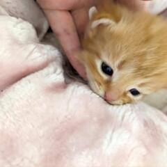 茶トラの男の子🐱(里親様決定)