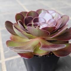 多肉植物　プラムプディ　2025年7月2日の画像