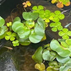 メダカ(稚魚)&ミナミヌマエビ(稚エビ)