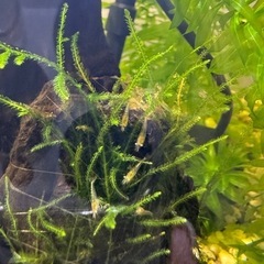 ミナミヌマエビ(稚エビ)の画像