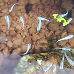 ビオトープ用/メダカ成魚8匹+水草浮草6種の画像