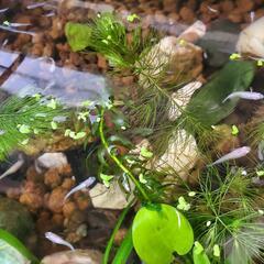 ビオトープ用/メダカ成魚8匹+水草浮草6種の画像