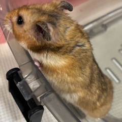ハムスターの里親様募集します。