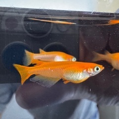 🐟【楊貴妃メダカ】10匹セット