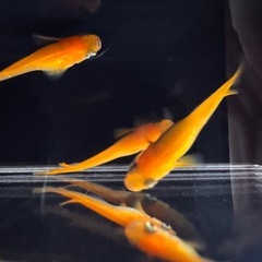 🐟【楊貴妃メダカ】10匹の画像