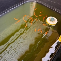 🐟【楊貴妃メダカ】10匹の画像