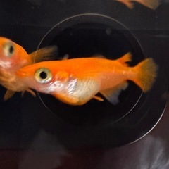 🐟【楊貴妃メダカ】10匹の画像