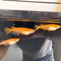 🐟【楊貴妃メダカ】10匹の画像