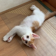 優しい性格🌼茶白の男の子です2カ月