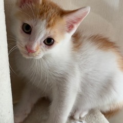 優しい性格🌼茶白の男の子です2カ月