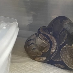 ボールパイソンノーマル