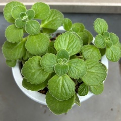 【植物・ハーブ】アロマティカスの画像