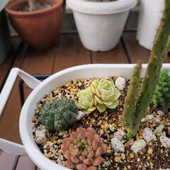 観葉植物の画像