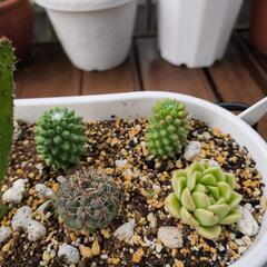 観葉植物の画像