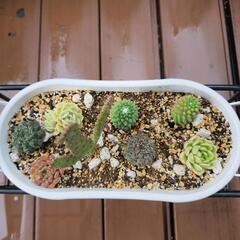 観葉植物の画像