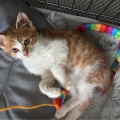 里親募集！元気で可愛いオス猫ちゃん