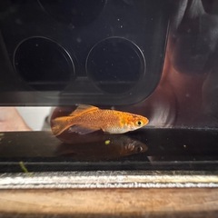 🐉【竜章鳳姿メダカ】5匹セット