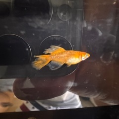 🐉【竜章鳳姿メダカ】5匹セットの画像