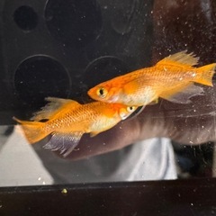 🐉【竜章鳳姿メダカ】5匹セットの画像