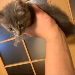 小さな命にあたたかい里親さんを探しています - 猫