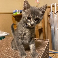 小さな命にあたたかい里親さんを探しています