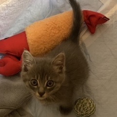 小さな命にあたたかい里親さんを探しています − 大分県