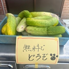 島野菜