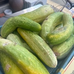 島野菜の画像