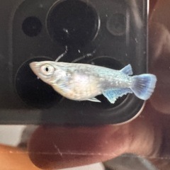 🐟【エメキンメダカ】5匹セット