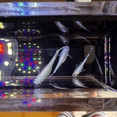 🐟【エメキンメダカ】5匹の画像