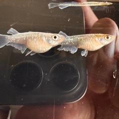 🐟【エメキンメダカ】5匹の画像