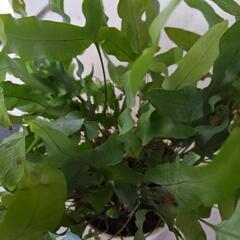 観葉植物        7/10までの画像