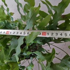 観葉植物        7/10までの画像