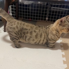 【珍種】短足のベンガル猫