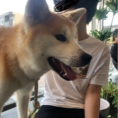 秋田犬
