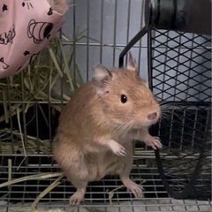 デグー ♀ サンド 2歳
