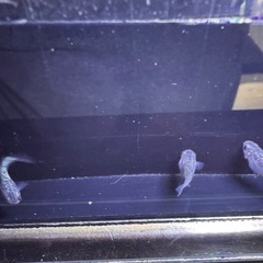 <特価
>💎【サファイヤメダカ】20匹セットの画像