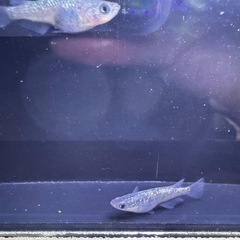 <特価
>💎【サファイヤメダカ】20匹セットの画像